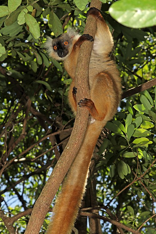 File:Black lemur (Eulemur macaco) female.jpg