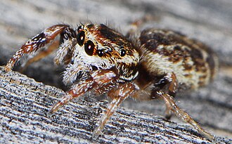 D. hararensis