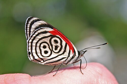 Anna's eighty-eight Diaethria anna Argentina