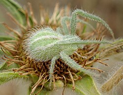 A translucent green spider with white hair resting on a flower