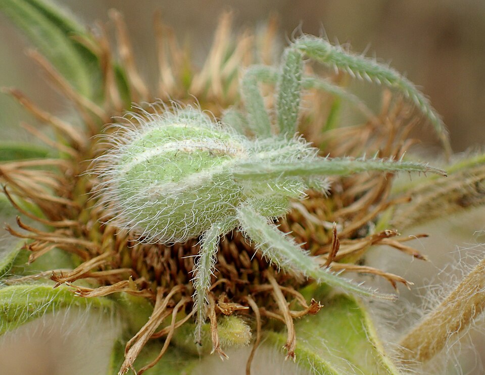 File:Heriaeus melloteei Greece.jpg