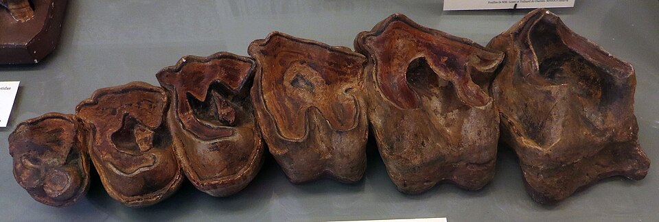 File:Indricotherium transouralicum dentatura superiore destra.jpg