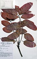 Leaf specimen