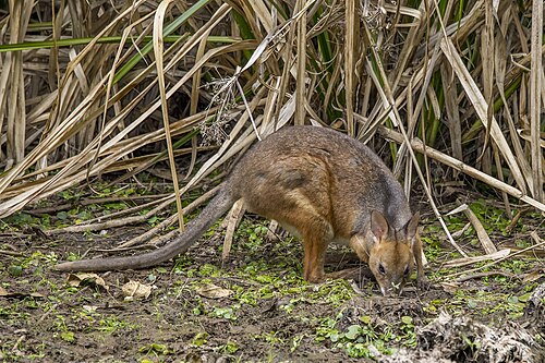 Red-legged pademelon Thylogale stigmatica Australia