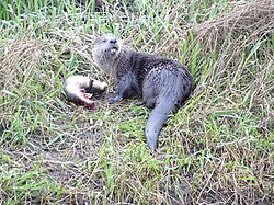 A river otter stands in a patch of grass next to a caught salmon