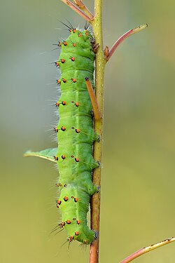 Saturnia pavonia caterpillar, by Iifar