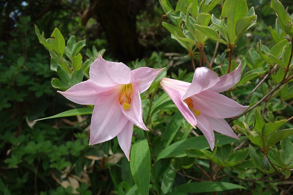 File:御神楽岳のヒメサユリ.jpg
