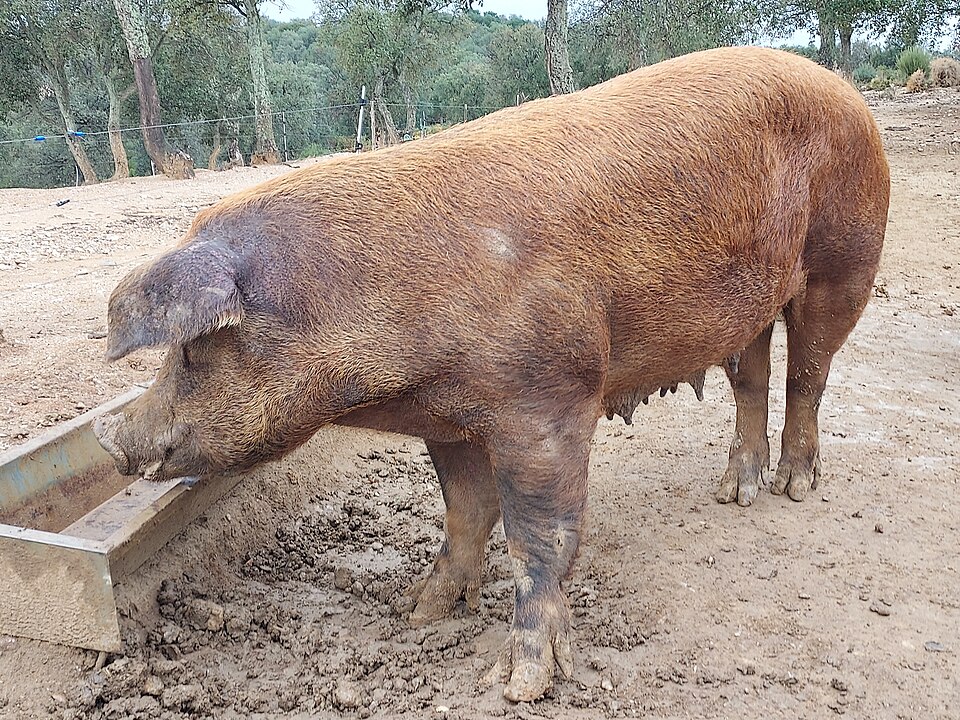 File:20231102 - Rouxbio - 09 (cropped).jpg
