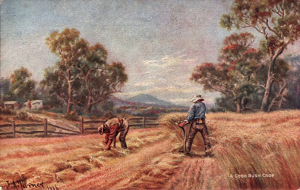 File:A Good Bush Crop.jpg
