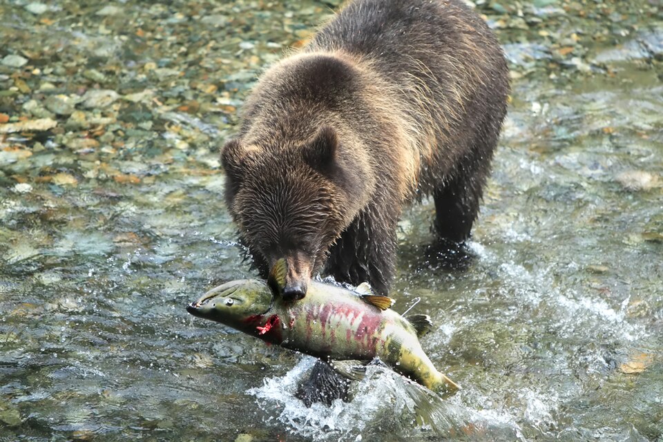 File:Alaskan Coastal Brown bear.....11.jpg