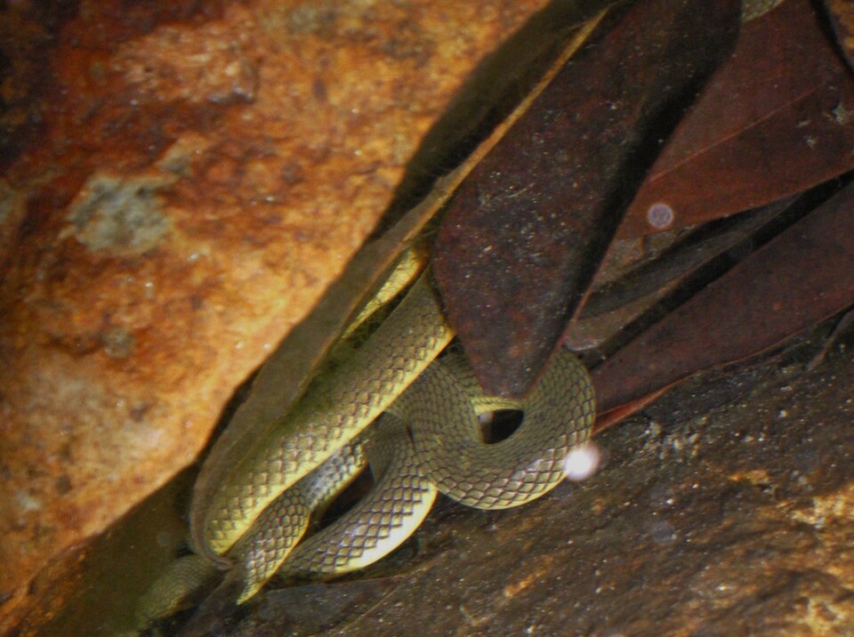 File:Anderson's Stream Snake (Opisthotropis andersonii) 香港後稜蛇.jpg