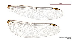 Female wings