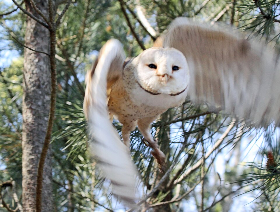 File:Barn Owl RWD2.jpg