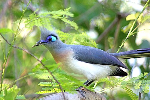 Crested coua Coua cristata Madagascar