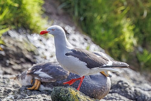 Dolphin gull Leucophaeus scoresbii Chile