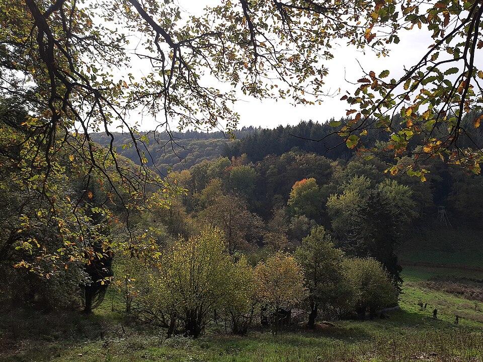 File:Foliage, Rauenthal.jpg