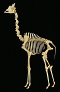 Giraffe skeleton showing the seven elongated cervical vertebrae