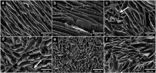 Figure 10: Open access scanning electron microscopy images of wheat-gluten based foam.
