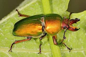 Golden stag beetle
