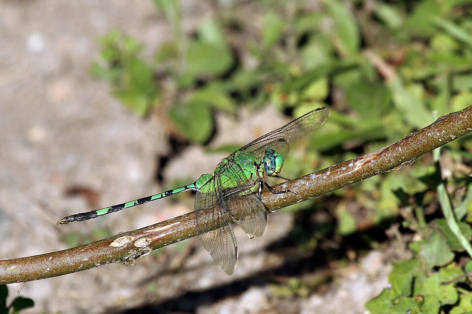 File:Great pondhawk (Erythemis vesiculosa) male Trinidad.JPG