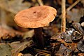Lactarius quietus
