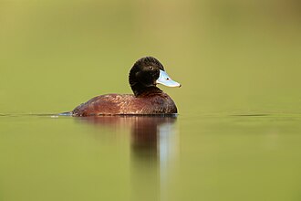 Oxyura australis male 2 - Penrith