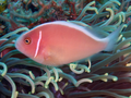 Thumbnail for version as of 19:10, 29 March 2014