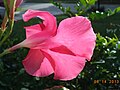 pink transilluminated flower