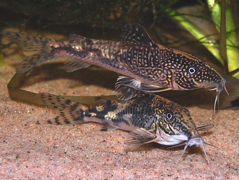 File:Schleromystax barbatus5015.jpg