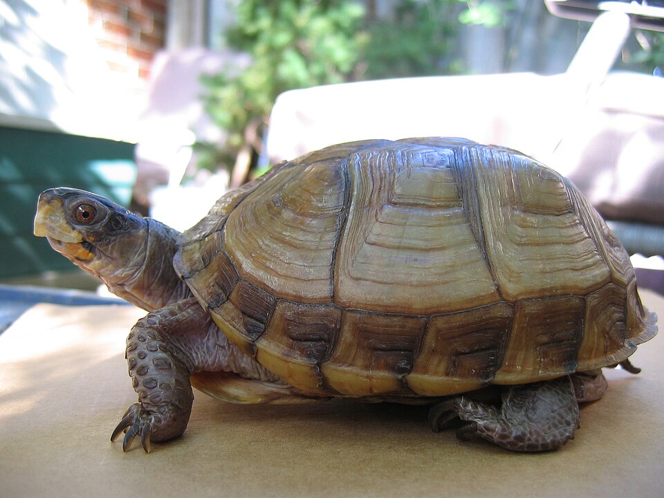 File:Three-toed Box Turtle.jpg
