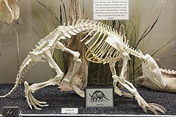 Skeleton
