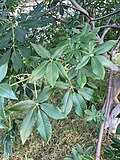 Mature leaves