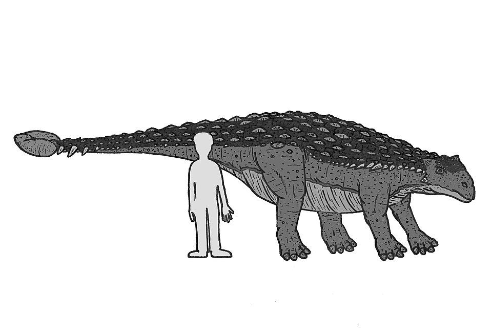 File:Ankylosaurus 73906.JPG