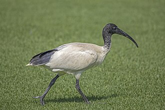 Australian ibis (Threskiornis molucca) Sydney