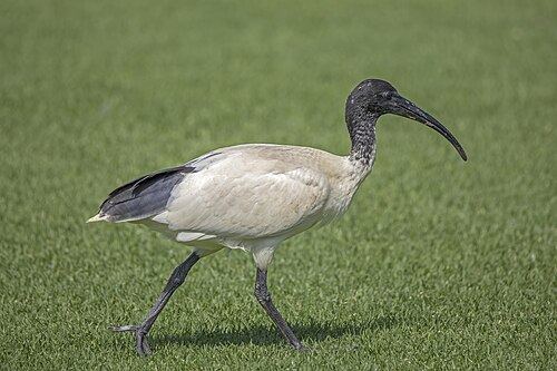 Australian white ibis, by Charlesjsharp