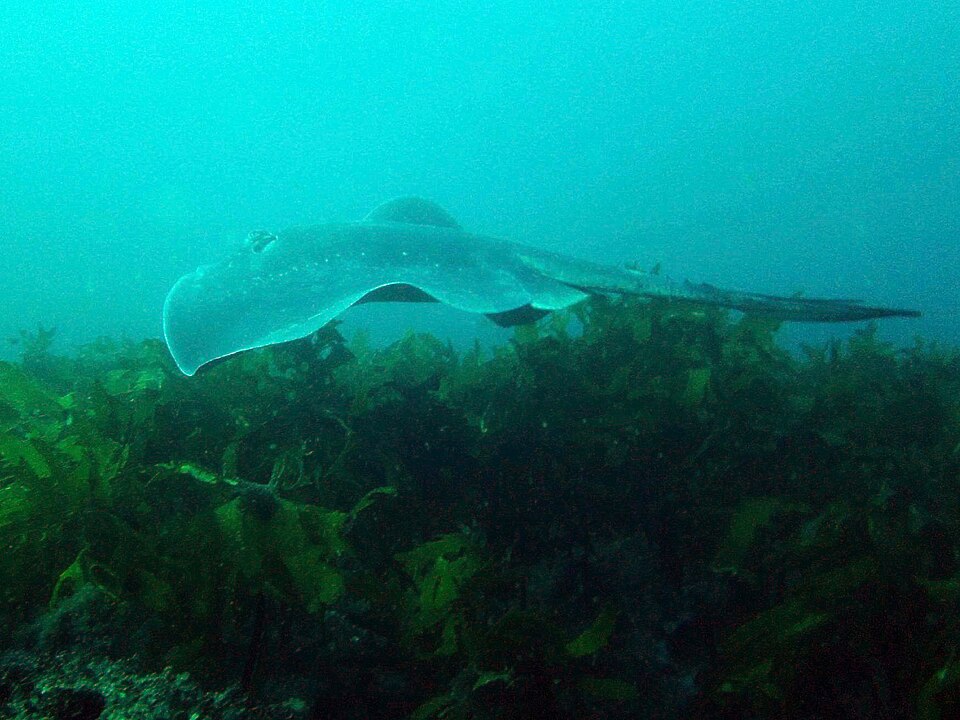 File:Dasyatis brevicaudata off Sydney.jpg