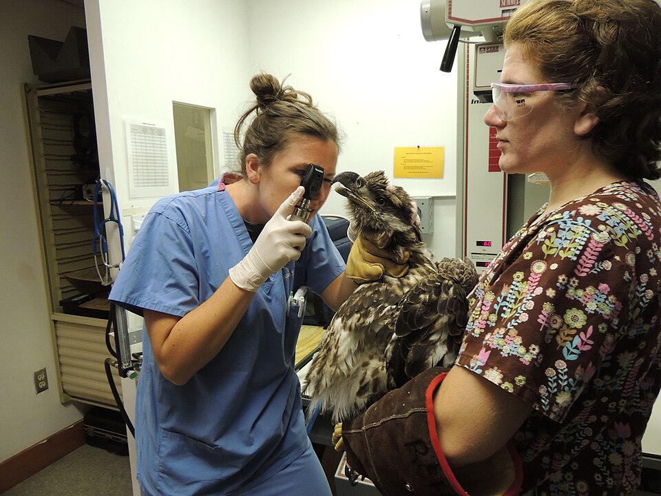 File:Eagle 1903 with vet (15180184292).jpg
