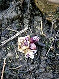 Lathraea clandestinabuds