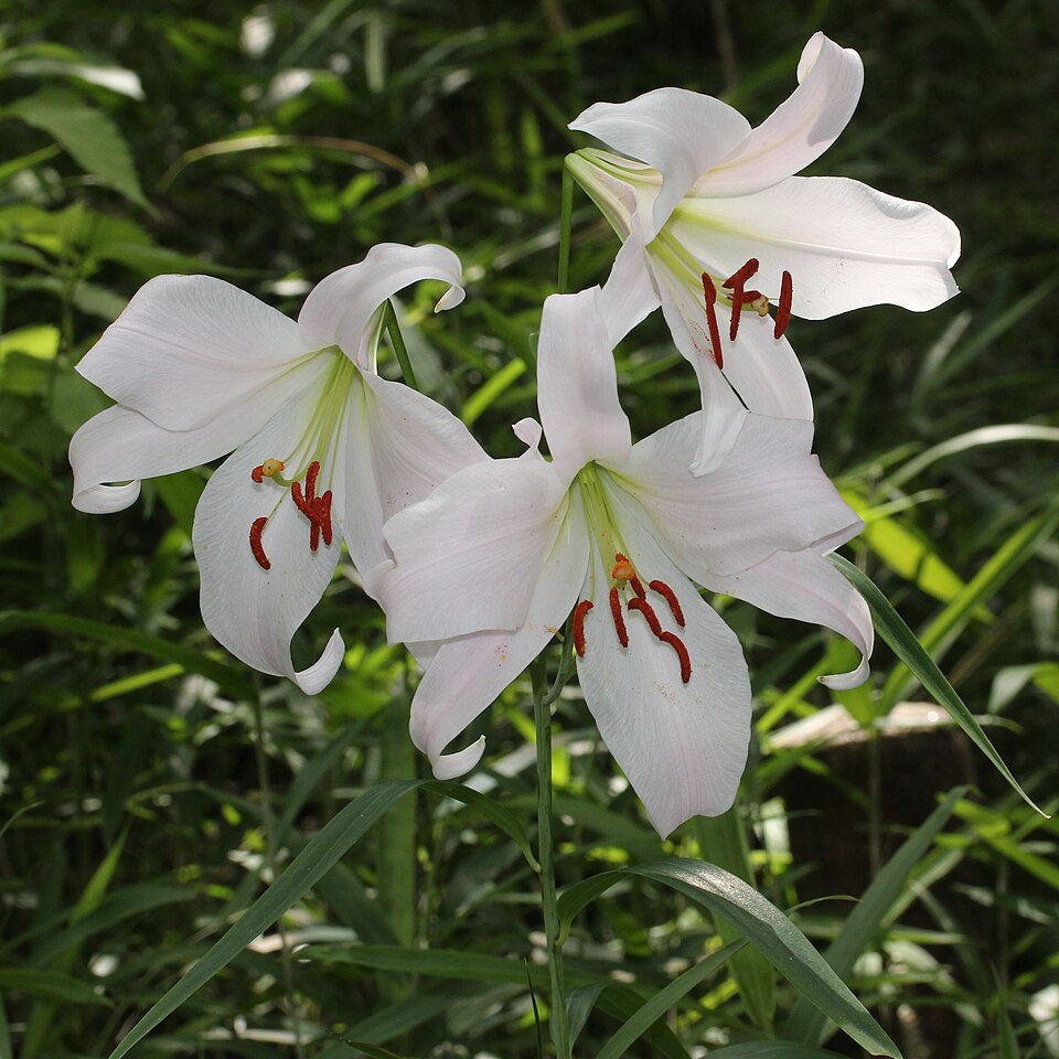 File:Lilium japonicum (flower s11).jpg
