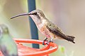 Female Lucifer sheartail