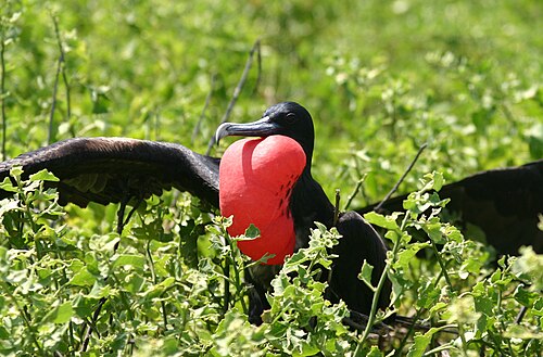great frigatebird Fregata minor ♂ Galapagos Islands