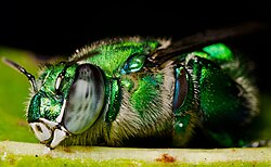 Orchid bees such as Euglossa viridissima collect aromatic compounds on their hind legs as they pollinate neotropical orchids.