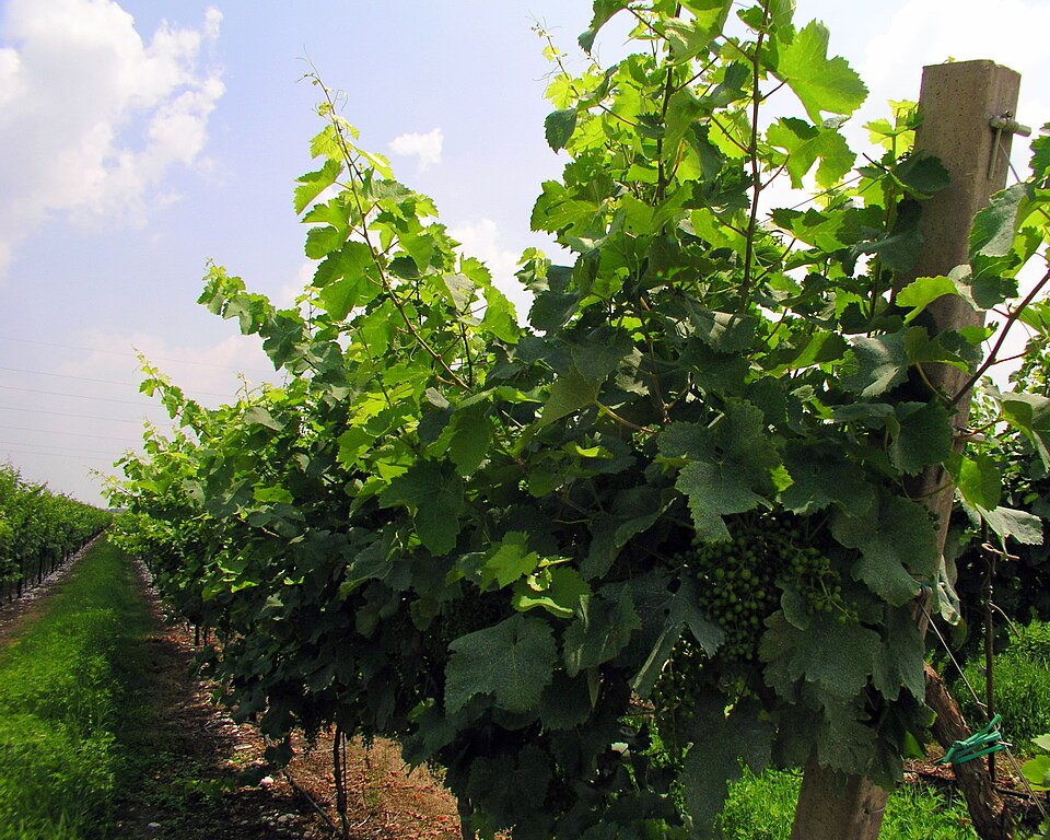 File:Prosecco vitigni.jpg