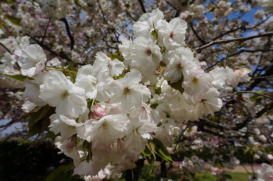 File:Prunus 'Eigenji' エイゲンジ 1.jpg