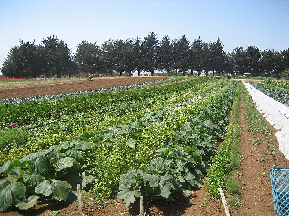 File:UCSC farm rows.jpg