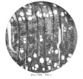 Ulminium columbianum