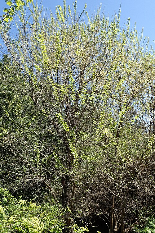 File:Ulmus canescens kz5.jpg