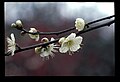 小石川後楽園の白梅(その1)