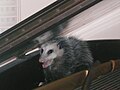 Image 4Virginia opossum cornered in a piano in Houston, Texas, shortly before its release (from Virginia opossum)
