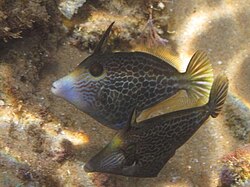 In Mozambique